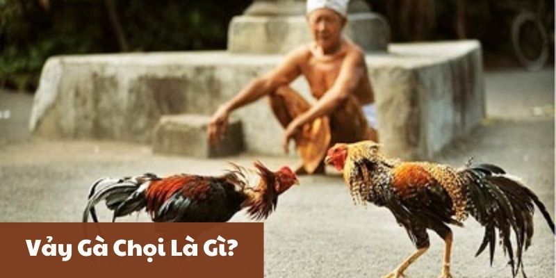 Vảy Gà Chọi Là Gì?